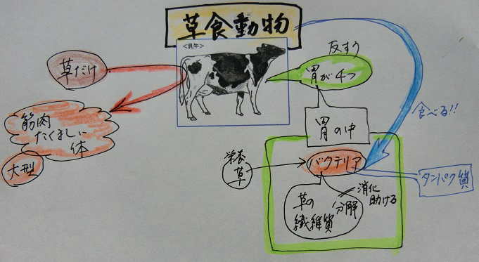 タンパク質 草食 動物 馬と牛…同じ草食動物でも全然違う消化吸収の仕組み 獣医師記者がやさしく“噛み砕いて”説明します（中日スポーツ）